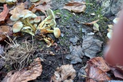 IMG-20221109-WA0371