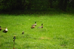 DSCN0945