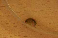 classe-verte-roisin-2009-257