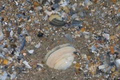 classe-de-mer-Bredene-2010-517