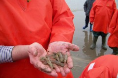 classe-de-mer-Bredene-2010-541