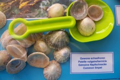 classe-de-mer-Bredene-2010-346