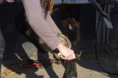 equitation_408
