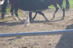 equitation_423