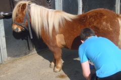 equitation_450