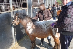 equitation_451