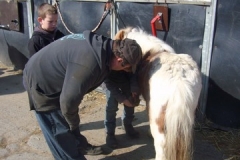 equitation_455