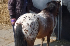 equitation_460