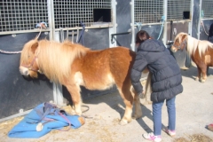 equitation_461