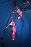 circus 516