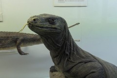 IMG_0066