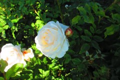 IMG_0526