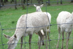ROCHEHAUT_!!!!_003