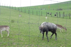 ROCHEHAUT_!!!!_022
