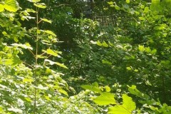IMG-20250630-WA0046