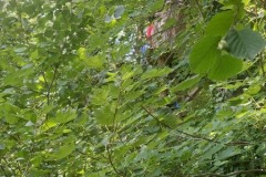 IMG-20250630-WA0057