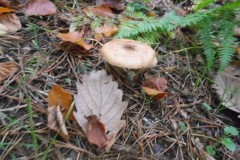 DSCN0750
