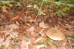 DSCN0753
