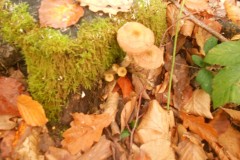 DSCN0757
