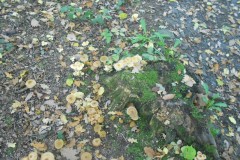 DSCN0762