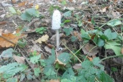 DSCN0769