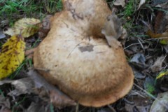 DSCN0794