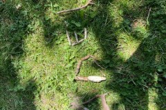 IMG-20250621-WA0011