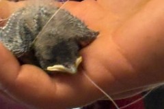 IMG-20260605-WA0045