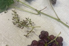 IMG-20250916-WA0010