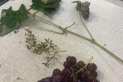 IMG-20250916-WA0013