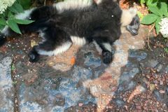 1_201634655_339874330916125_2612969066848280746_n