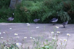 IMG_4539