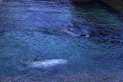 IMG_4584