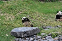 IMG_4731