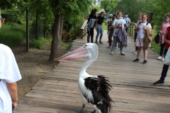 IMG_4781