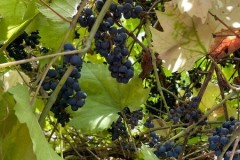 IMG-20260923-WA0008